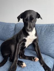 Shelter Stray Female Dog last seen Near BLOCK SW 280TH ST, 3599 NW 79th Ave, Doral, FL 33122, USA