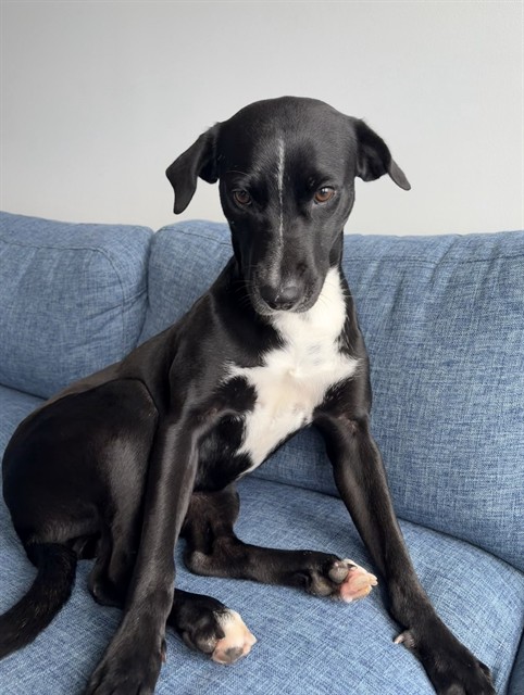 Shelter Stray Female Dog last seen Near BLOCK SW 280TH ST, 3599 NW 79th Ave, Doral, FL 33122, USA
