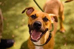 Shelter Stray Male Dog last seen , 2769 Conroy Rd, Orlando, FL 32839, USA