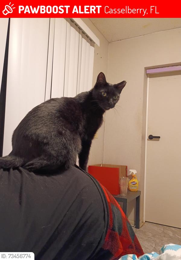 Lost Male Cat last seen Secret lake park, Casselberry, FL 32707
