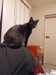 Lost Male Cat last seen Secret lake park, Casselberry, FL 32707