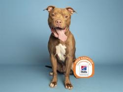 Shelter Stray Male Dog last seen Near BLOCK S HARDY DR, 5501 E Van Buren St, Phoenix, AZ 85008, USA