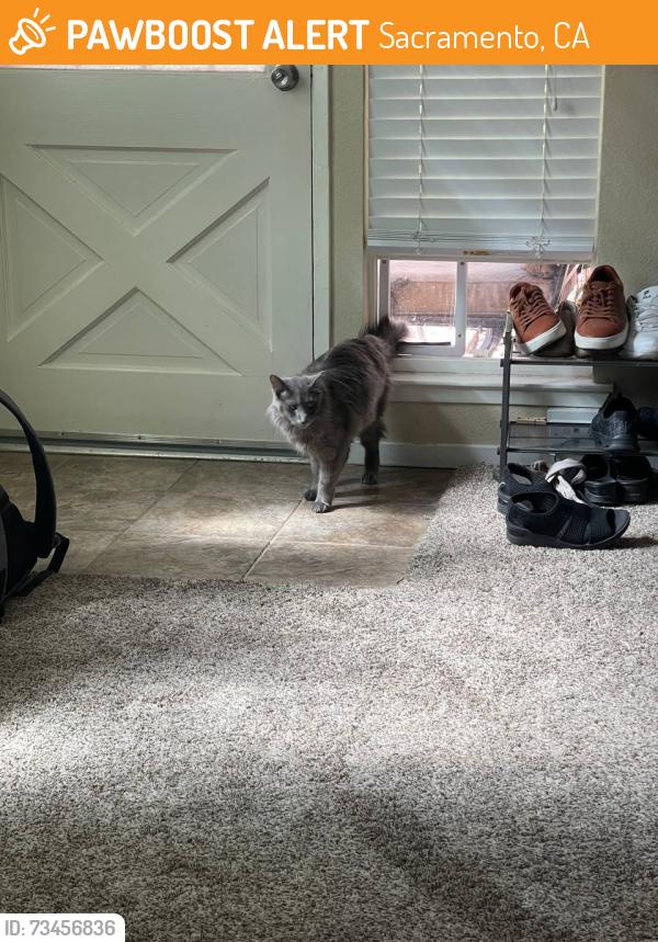 Found/Stray Unknown Cat last seen Near Connecticut dr, Sacramento, Sacramento, CA 95841