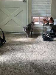 Found/Stray Unknown Cat last seen Near Connecticut dr, Sacramento, Sacramento, CA 95841