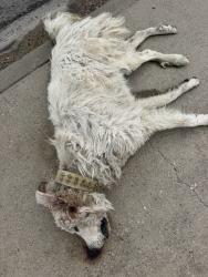Found/Stray Unknown Dog last seen Williams Road and Highway 84, Waco, TX 76705