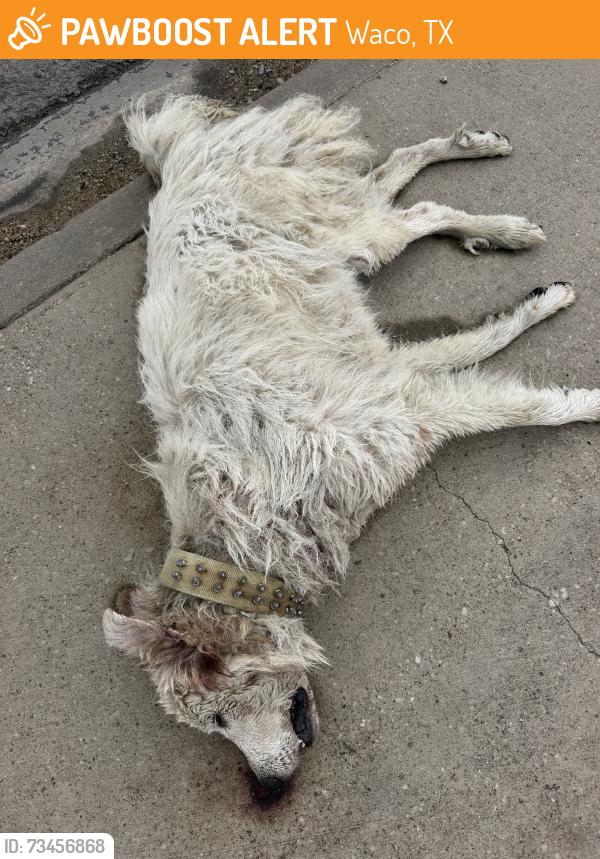 Found/Stray Unknown Dog last seen Williams Road and Highway 84, Waco, TX 76705