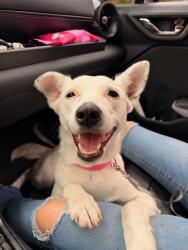 Found/Stray Female Dog last seen Century Plaza, Killeen, TX 76543