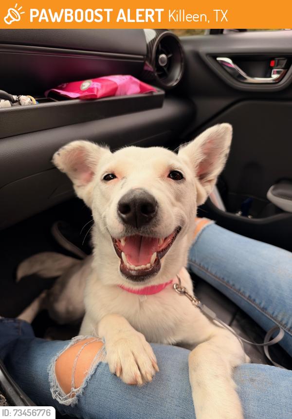 Found/Stray Female Dog last seen Century Plaza, Killeen, TX 76543