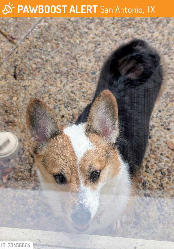 Found/Stray Female Dog last seen Mission Trace and Caprock Streets, San Antonio, TX 78230