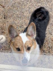 Found/Stray Female Dog last seen Mission Trace and Caprock Streets, San Antonio, TX 78230