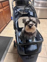 Lost Female Dog last seen Calstone and El Dorado, Little Elm, TX 75068