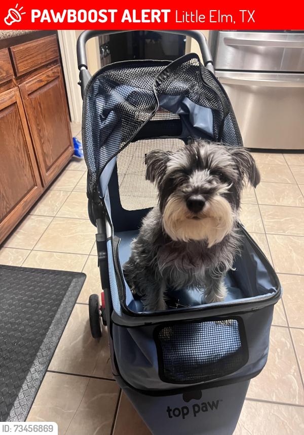 Lost Female Dog last seen Calstone and El Dorado, Little Elm, TX 75068