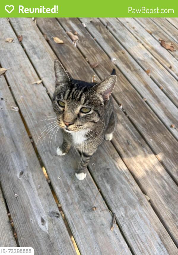 Reunited Male Cat last seen Gann Store Road, Chattanooga, TN 37343