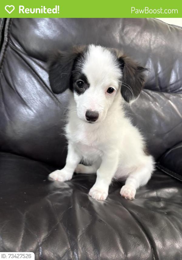 Reunited Male Dog last seen Newton & Ramsey, Pasadena, TX 77503
