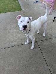 Shelter Stray Male Dog last seen Near SH 300 Lot 17, Longview, City of, TX, 303 H G Mosley Pkwy, Longview, TX 75604, USA
