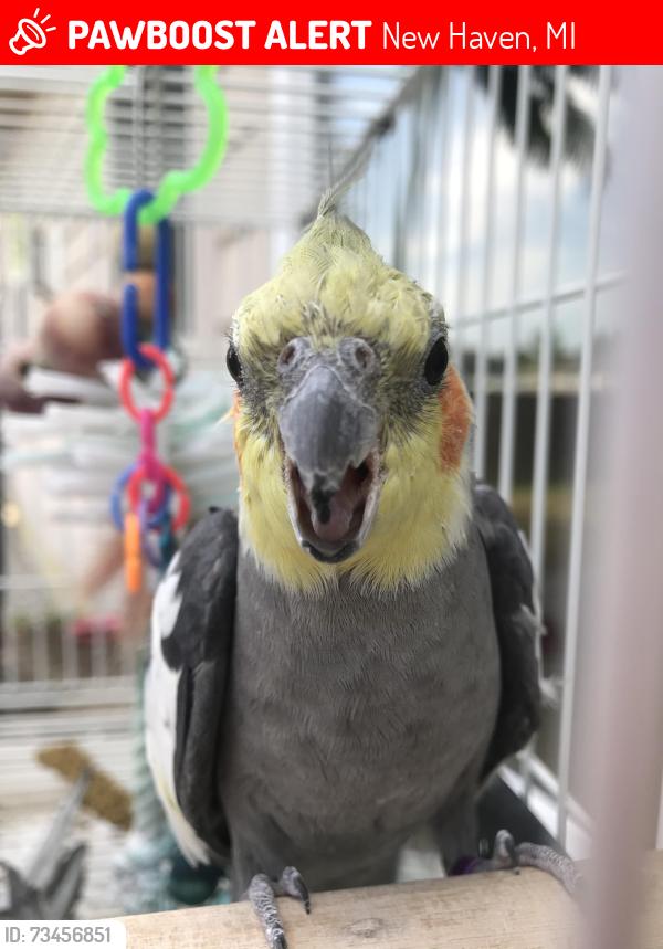 Lost Male Bird last seen Main St/Gratiot, New Haven, MI 48048