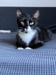 Shelter Stray Female Cat last seen Near Reading St, Folsom, CA, 6201 Florin Perkins Rd, Sacramento, CA 95828, USA