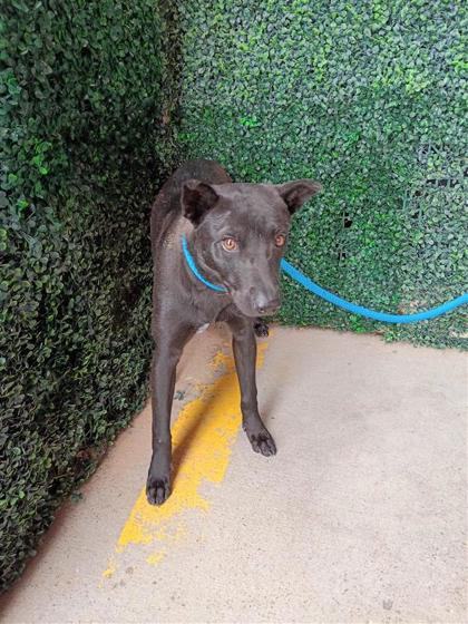 Shelter Stray Male Dog last seen Near Sun Valley Drive, CITY of El Paso, TX, 5001 Fred Wilson Ave, El Paso, TX 79906, USA