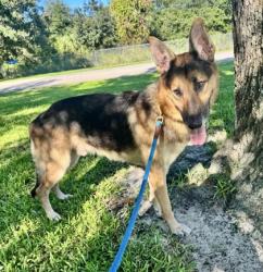 Shelter Stray Male Dog last seen Near 89th Ave, Vero Beach, FL, 6230 77th St, Vero Beach, FL 32967, USA