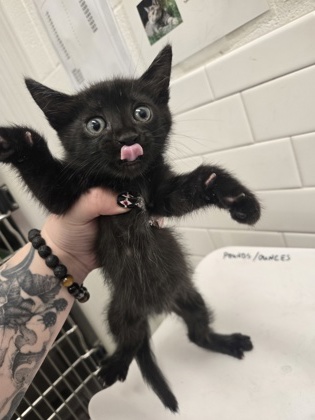 Shelter Stray Male Cat last seen Near Fulton Industrial Blvd, Atlanta, GA, 1251 Fulton Industrial Blvd NW, Atlanta, GA 30336, USA