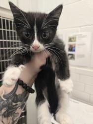 Shelter Stray Male Cat last seen Near Fulton Industrial Blvd, Atlanta, GA, 1251 Fulton Industrial Blvd NW, Atlanta, GA 30336, USA