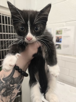 Shelter Stray Male Cat last seen Near Fulton Industrial Blvd, Atlanta, GA, 1251 Fulton Industrial Blvd NW, Atlanta, GA 30336, USA
