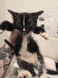 Shelter Stray Female Cat last seen Near Fulton Industrial Blvd, Atlanta, GA, 1251 Fulton Industrial Blvd NW, Atlanta, GA 30336, USA