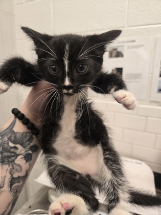 Shelter Stray Female Cat last seen Near Fulton Industrial Blvd, Atlanta, GA, 1251 Fulton Industrial Blvd NW, Atlanta, GA 30336, USA