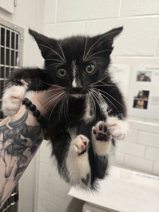 Shelter Stray Male Cat last seen Near Fulton Industrial Blvd, Atlanta, GA, 1251 Fulton Industrial Blvd NW, Atlanta, GA 30336, USA