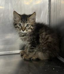 Shelter Stray Male Cat last seen Near Piney Neck Rd, Vanceboro, NC, 1639 Old Airport Rd, New Bern, NC 28562, USA
