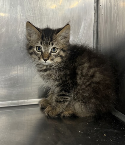 Shelter Stray Male Cat last seen Near Piney Neck Rd, Vanceboro, NC, 1639 Old Airport Rd, New Bern, NC 28562, USA