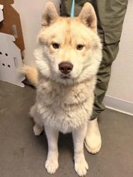 Shelter Stray Male Dog last seen W Yale Ave & N Bryan Ave, Fresno Zone Fresno CO 2 93723, CA, 1510 W Dan Ronquillo Dr, Fresno, CA 93706, USA