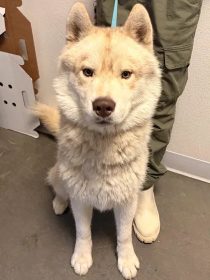 Shelter Stray Male Dog last seen W Yale Ave & N Bryan Ave, Fresno Zone Fresno CO 2 93723, CA, 1510 W Dan Ronquillo Dr, Fresno, CA 93706, USA