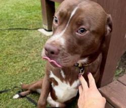 Shelter Stray Female Dog last seen Near Plantation Ln Chamblee, GA 30341, 30341, GA, 3280 Chamblee Dunwoody Rd, Chamblee, GA 30341, USA