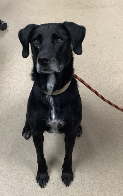 Shelter Stray Female Dog last seen Near Grantland Circle, East District, TX, 355 Hillshire Dr, Haslet, TX 76052, USA