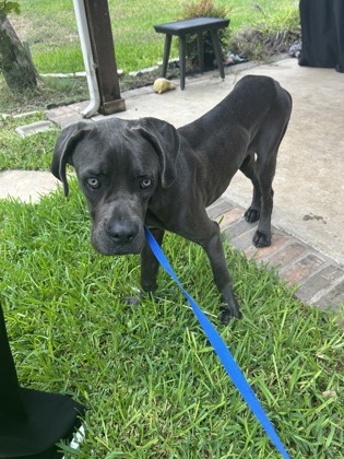 Shelter Stray Male Dog last seen Near COPPER MEADOW DR, North District, TX, 355 Hillshire Dr, Haslet, TX 76052, USA