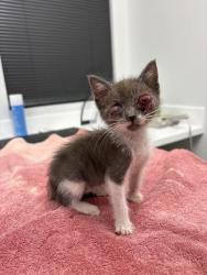Shelter Stray Male Cat last seen Near Wabash Avenue, 64124, MO, 7077 Elmwood Ave, Kansas City, MO 64132, USA