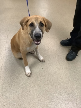Shelter Stray Female Dog last seen Near Ellis Avenue, North District, TX, 355 Hillshire Dr, Haslet, TX 76052, USA
