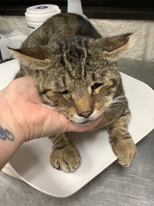 Shelter Stray Male Cat last seen Near Spinning Glen Street, East District, TX, 355 Hillshire Dr, Haslet, TX 76052, USA