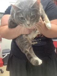 Shelter Stray Female Cat last seen , North District, TX, 355 Hillshire Dr, Haslet, TX 76052, USA