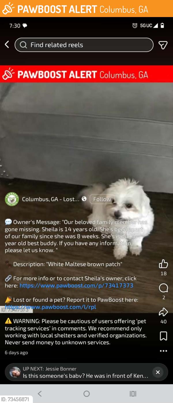 Found/Stray Female Dog last seen South Lumpkin rd piggy wiggly & circle k store, Columbus, GA 31903