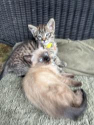 Lost Unknown Cat last seen Radiance. 54th, Fife, WA 98424