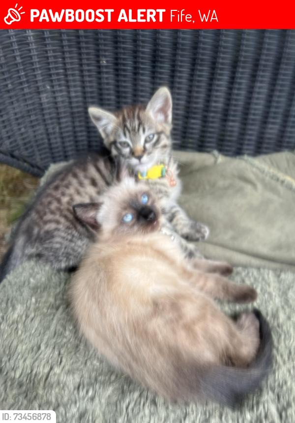 Lost Unknown Cat last seen Radiance. 54th, Fife, WA 98424