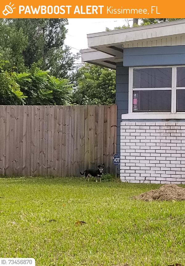 Found/Stray Male Dog last seen On Parade Street 192, Kissimmee, FL 34744