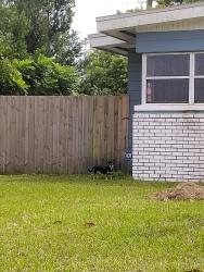 Found/Stray Male Dog last seen On Parade Street 192, Kissimmee, FL 34744