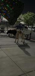 Reunited Female Dog last seen cactus, Bloomington, CA 92316