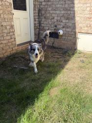 Lost Unknown Dog last seen Yacht road Mooresville nc, Mooresville, NC 28117