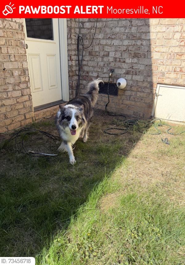 Lost Unknown Dog last seen Yacht road Mooresville nc, Mooresville, NC 28117