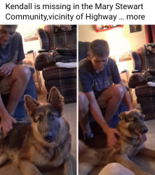 Lost Female Dog last seen Mary Stewart community Hwy 301 Dunn/Benson area, Dunn, NC 28334