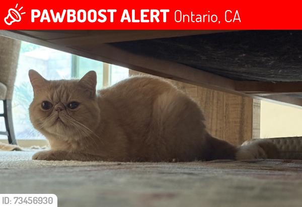 Lost Male Cat last seen S Ivy Avenue, Ontario Fire Department Station 9, Ontario, CA 91762